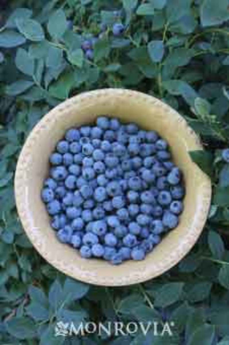 Bountiful Blue blueberry