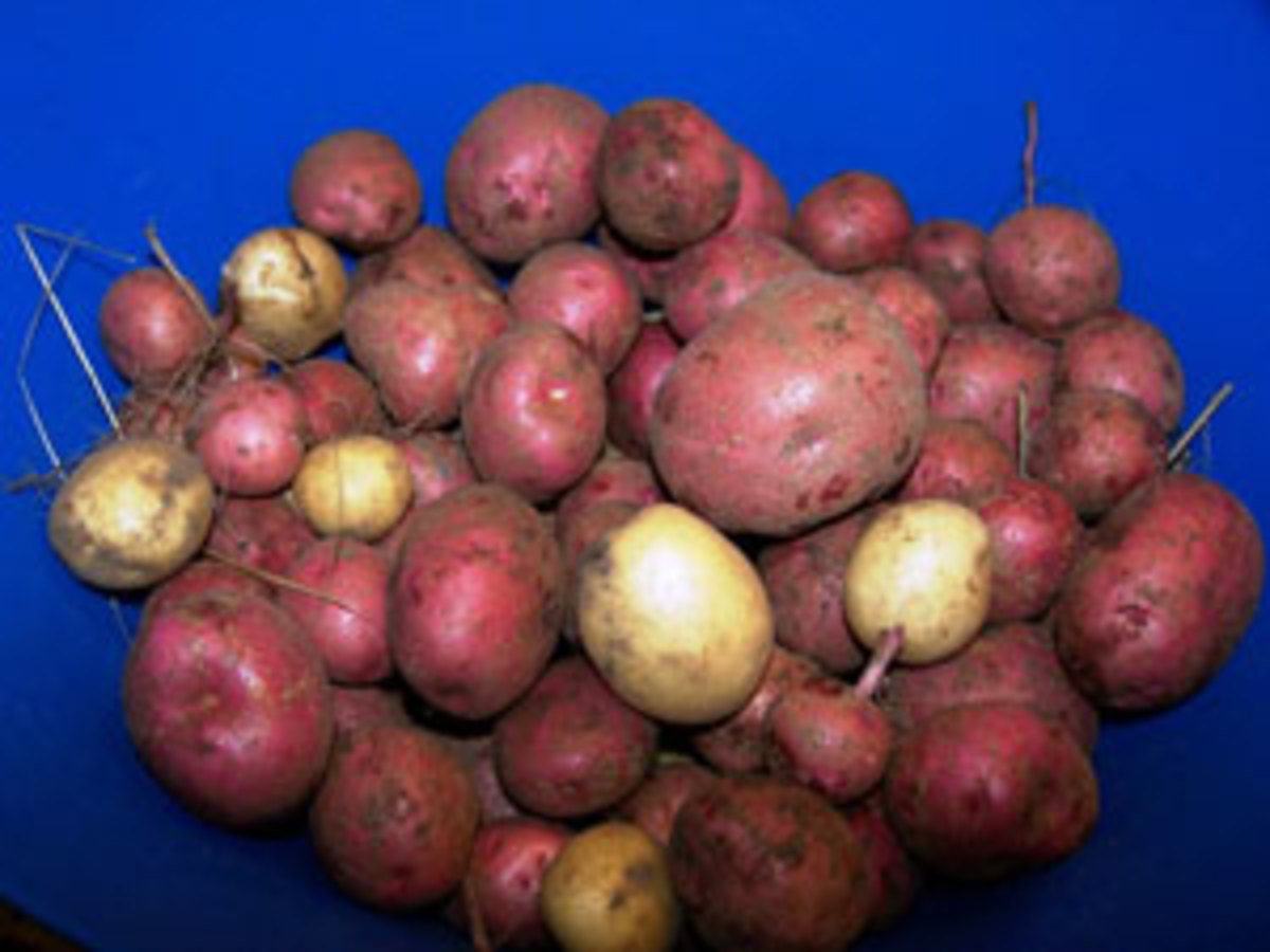 early red potatoes