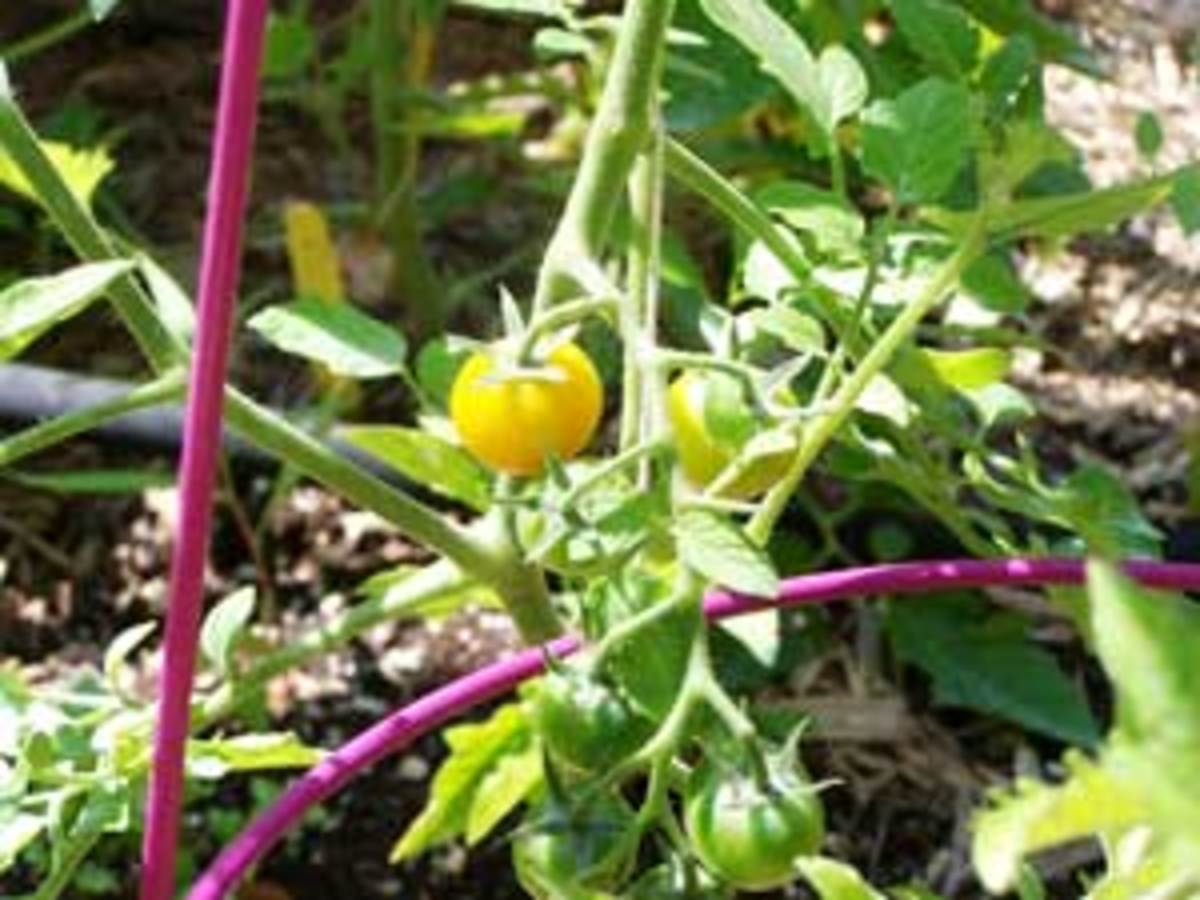 sungold tomatoes