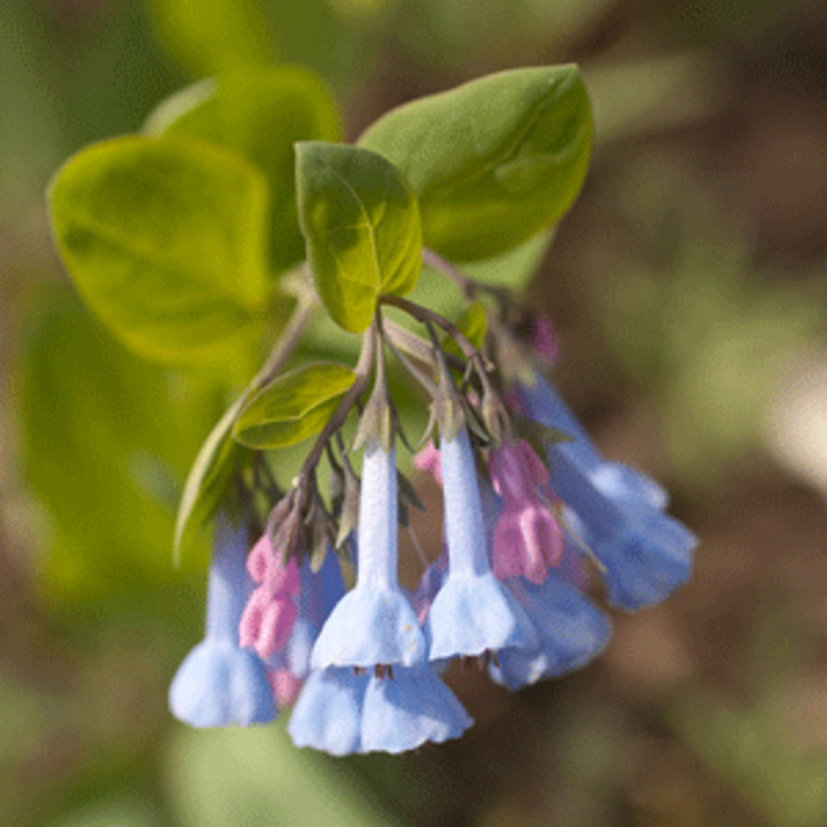 spring ephemerals virginia bluebells