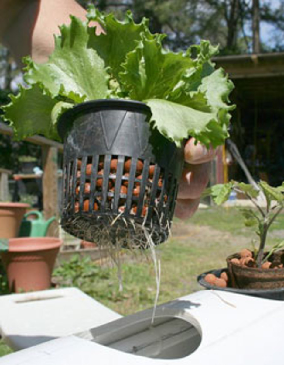 lettuce in hydroponics