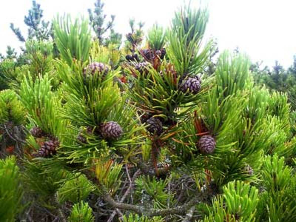 Mugo pine