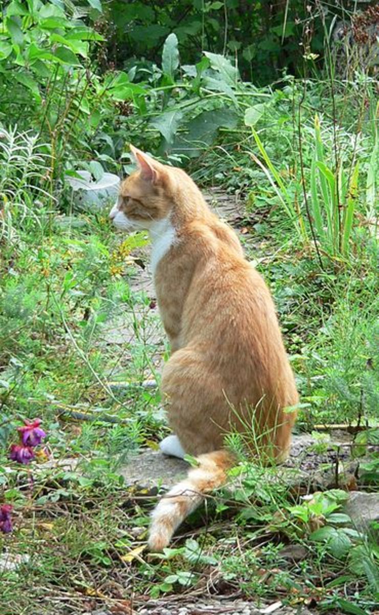 4 Ways To Keep Cats Out Of The Garden Horticulture,Asparagus Season California