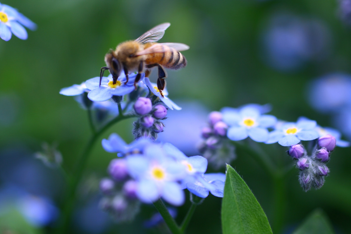 planting for honeybees