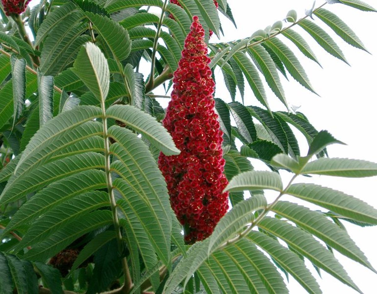 Is there a safe, easy way to control staghorn sumac (Rhus typhina)?