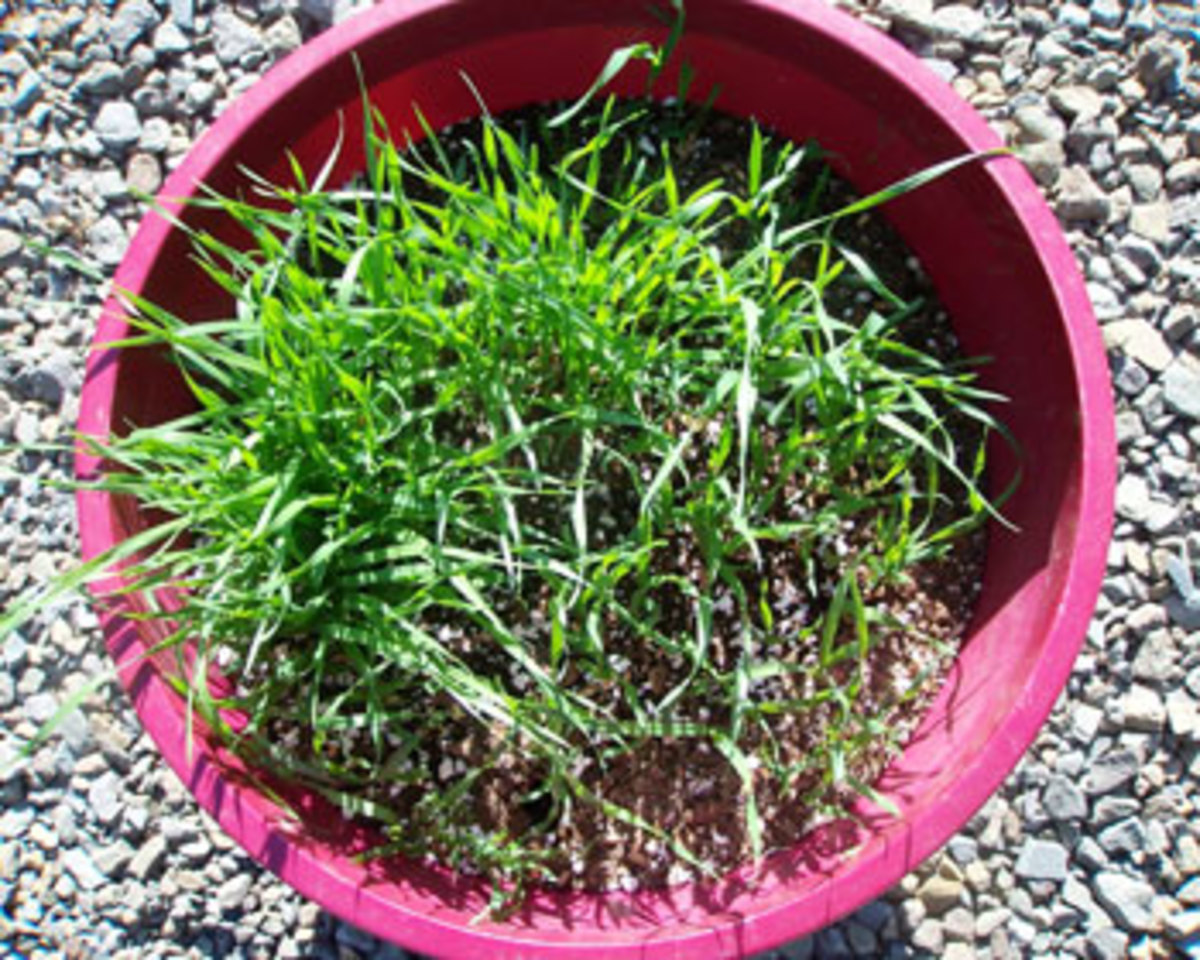 growing wheatgrass
