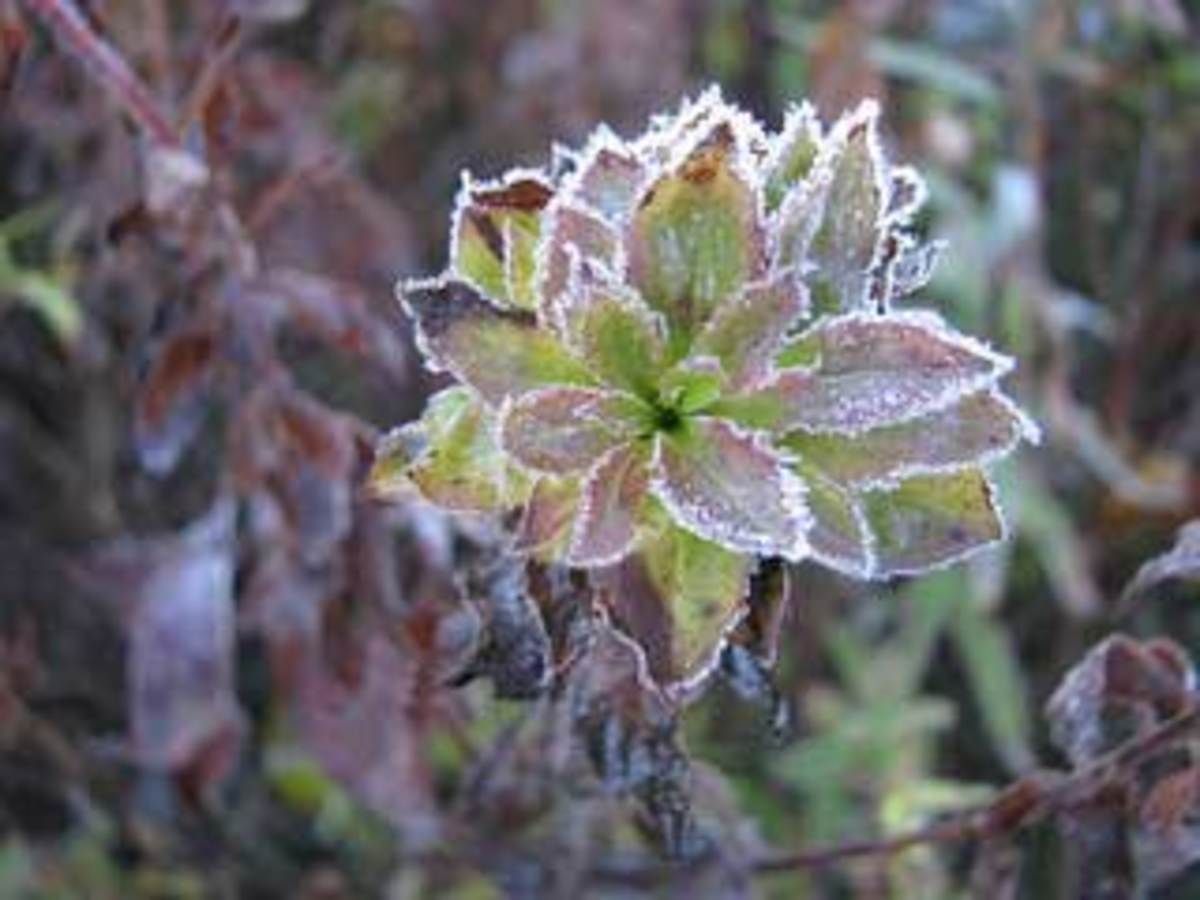 frost on flower