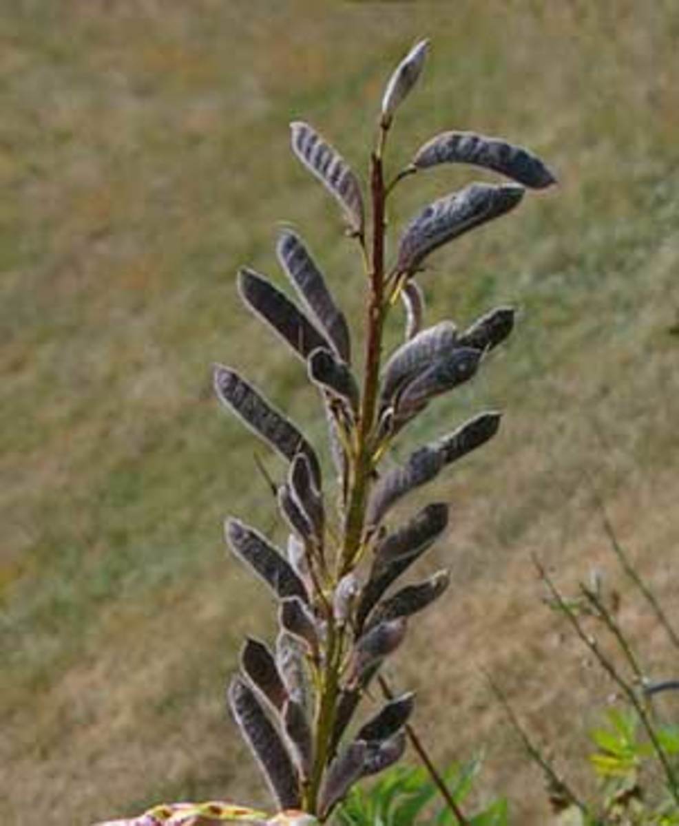 A full-grown lupin plant