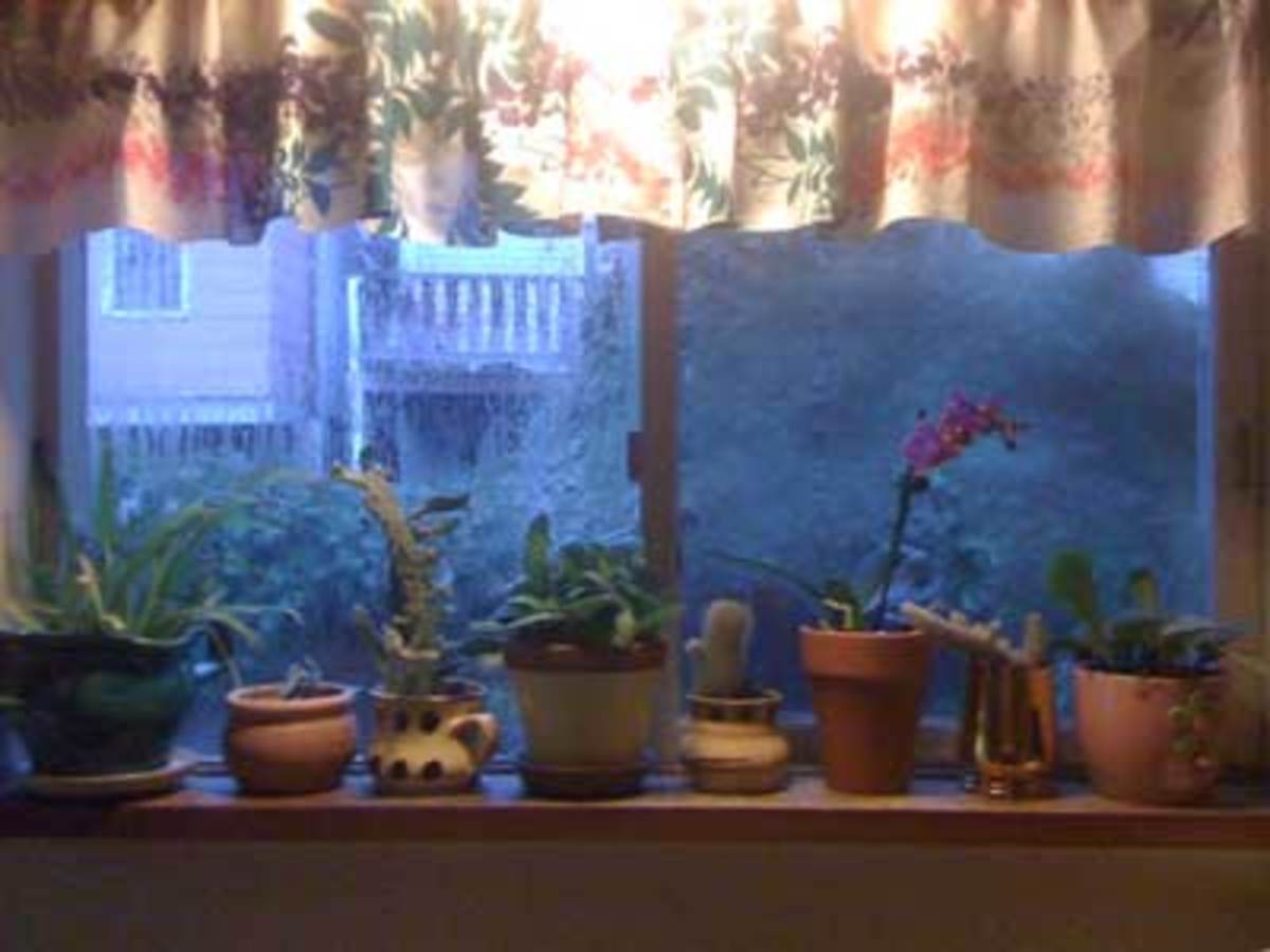 windowsill garden