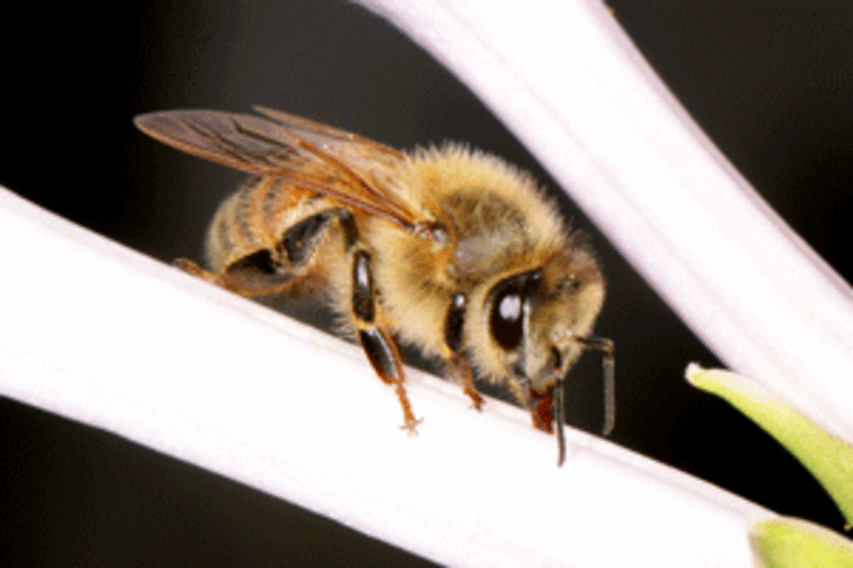 european honey bee beneficial insects