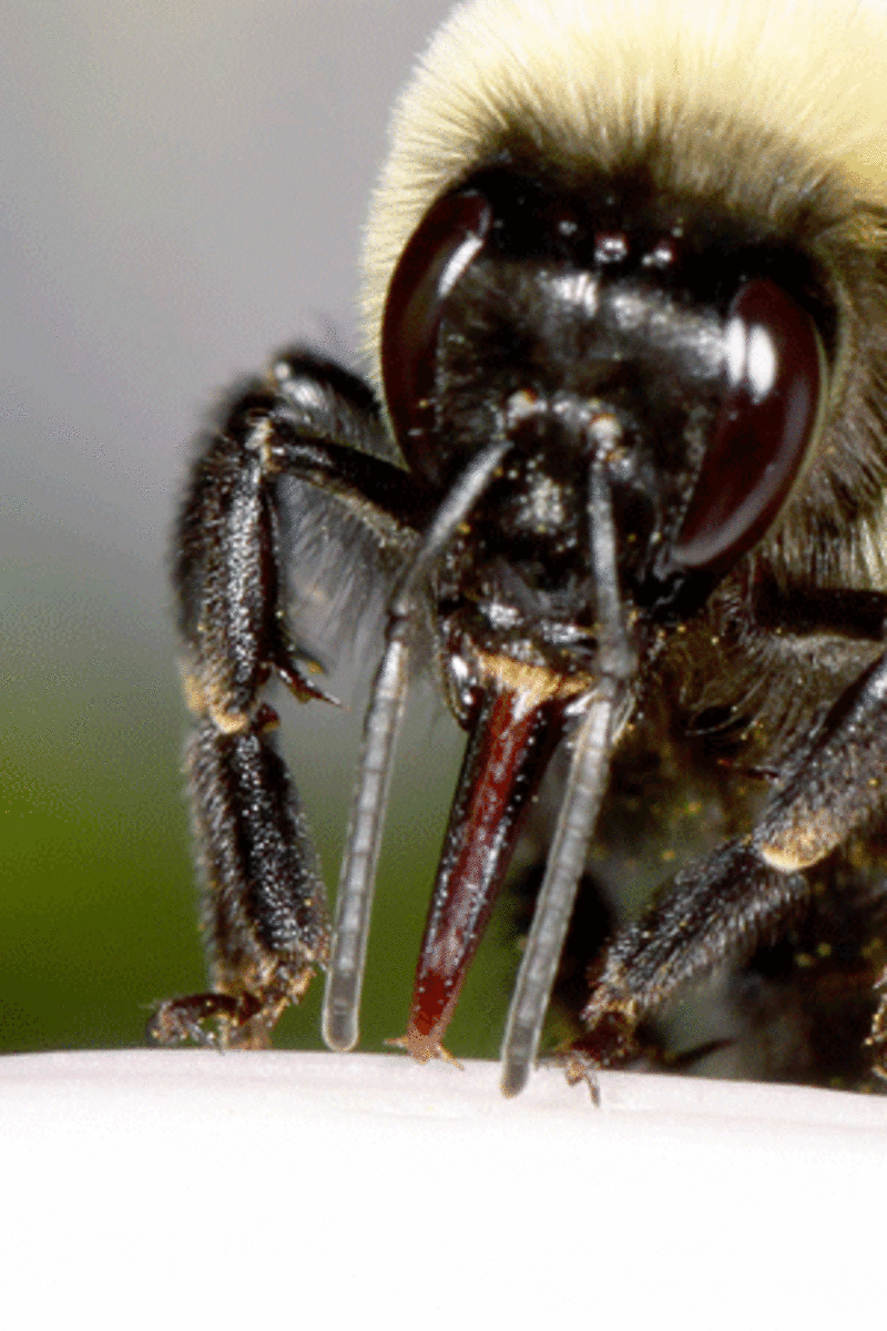 bumblebee tongue