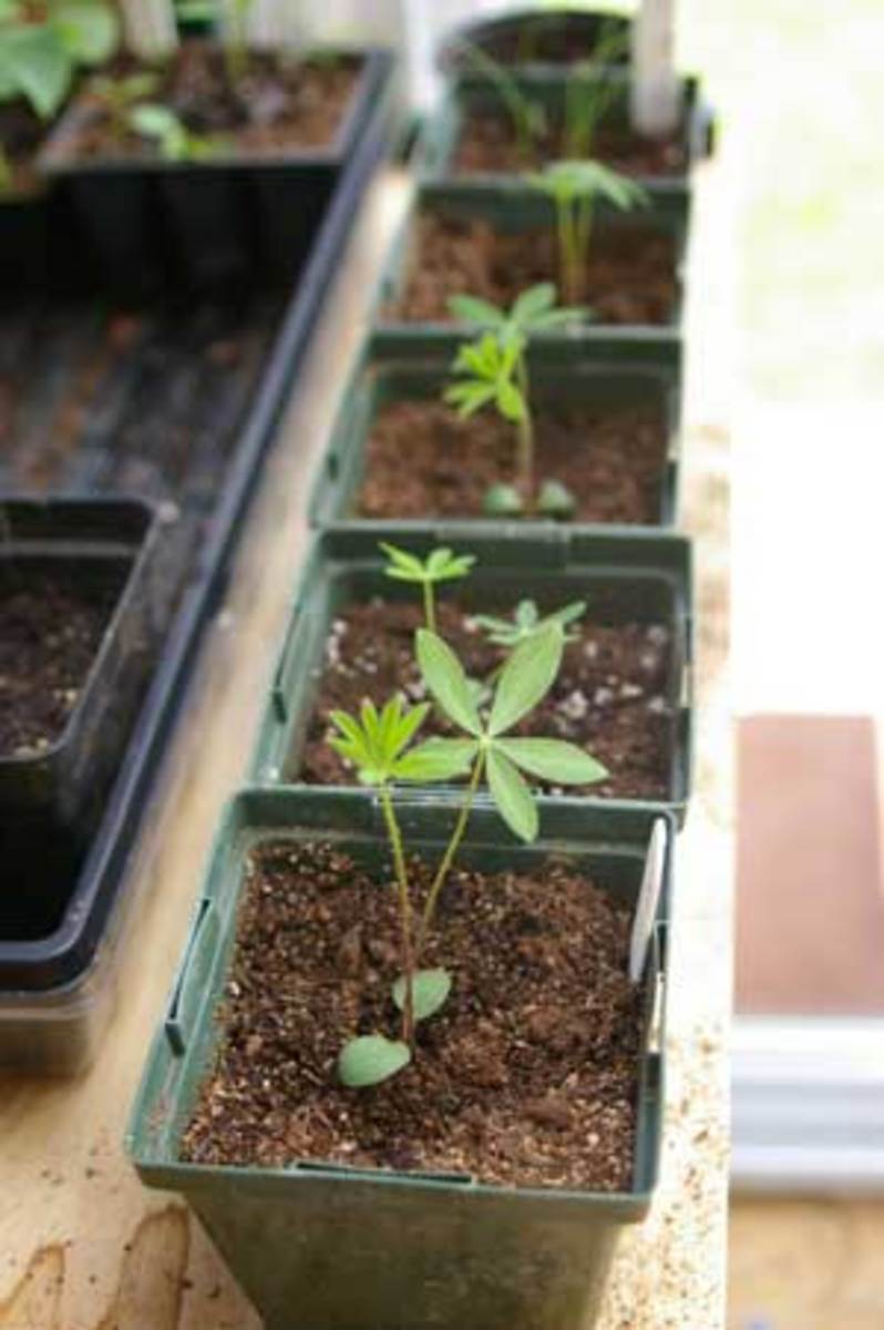 Lupin Seedlings