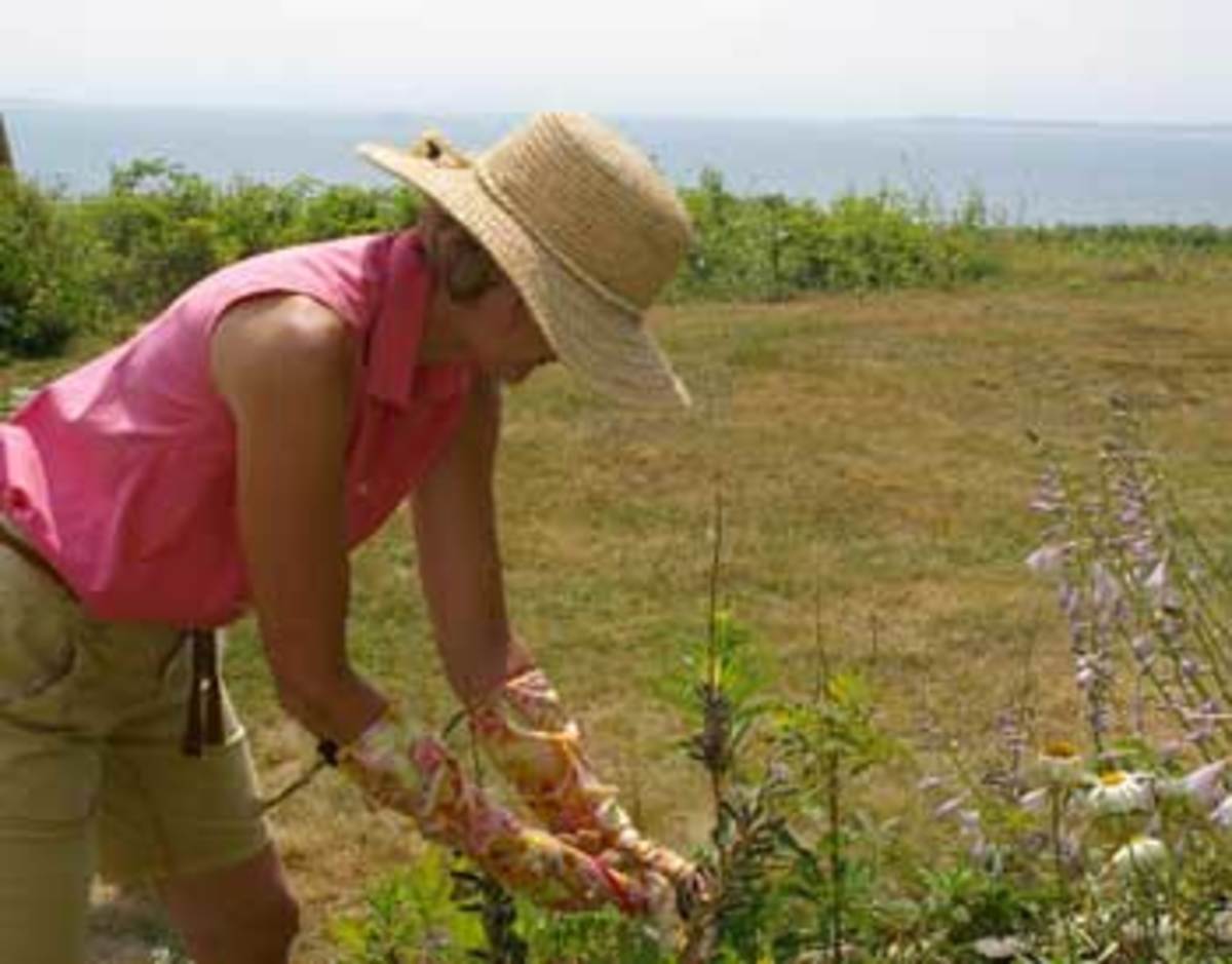Dorian Winslow harvesting lupin seeds in Maine
