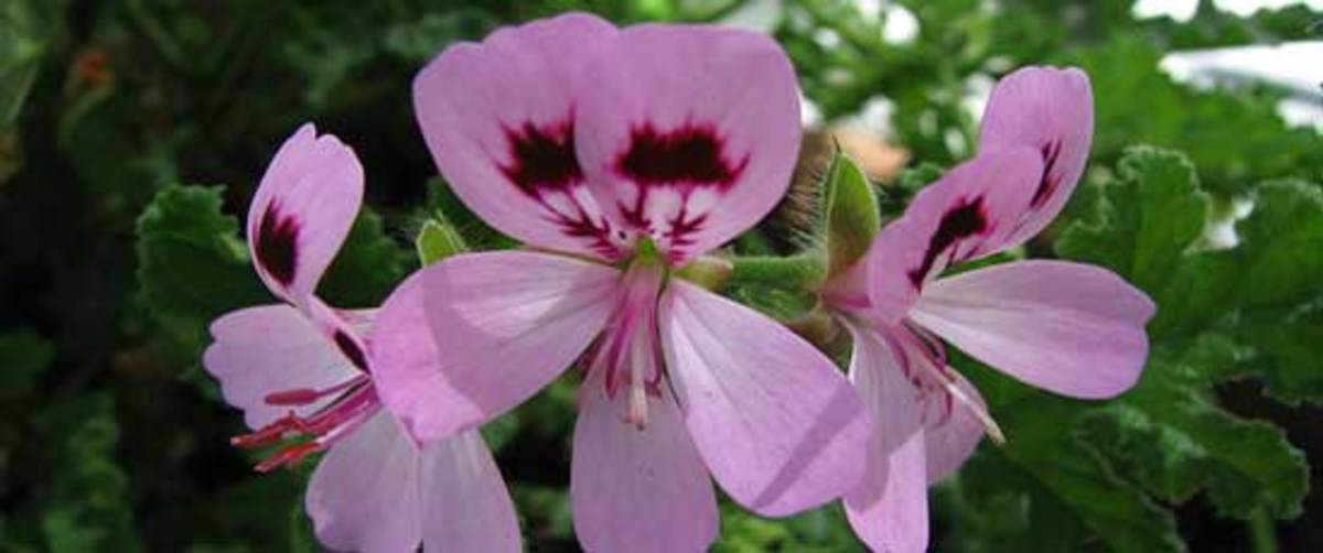 Pelargonium_quercifolium_