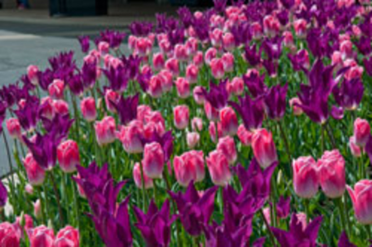 colorblends tulips