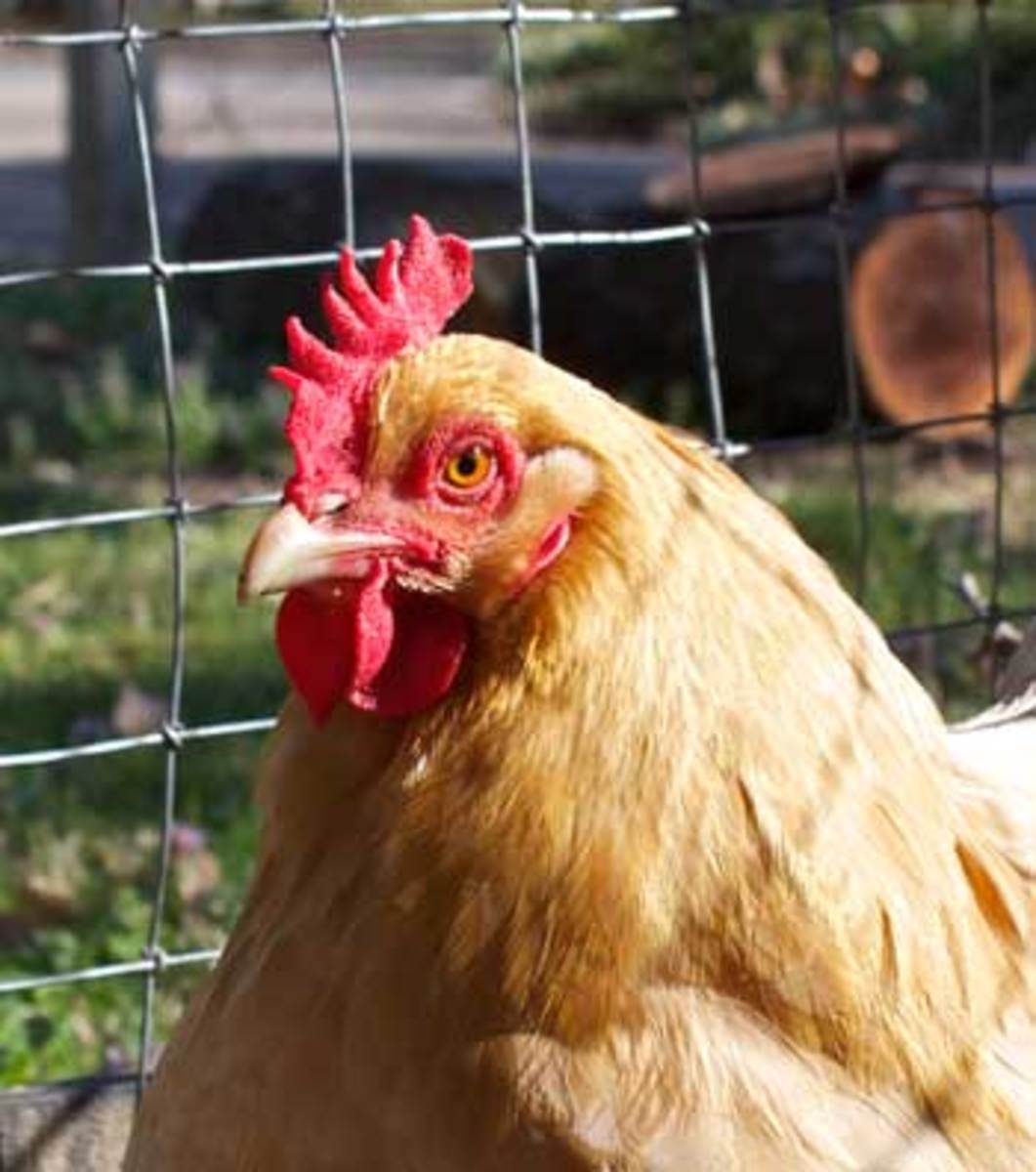 Chickens can improve garden soil fertility