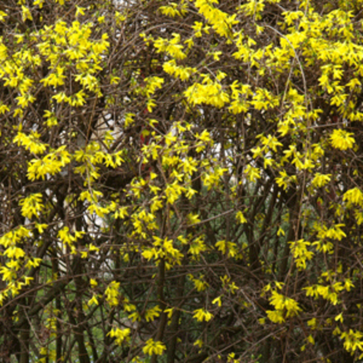 Forsythia Alternatives: Great Spring-flowering Shrubs - Horticulture