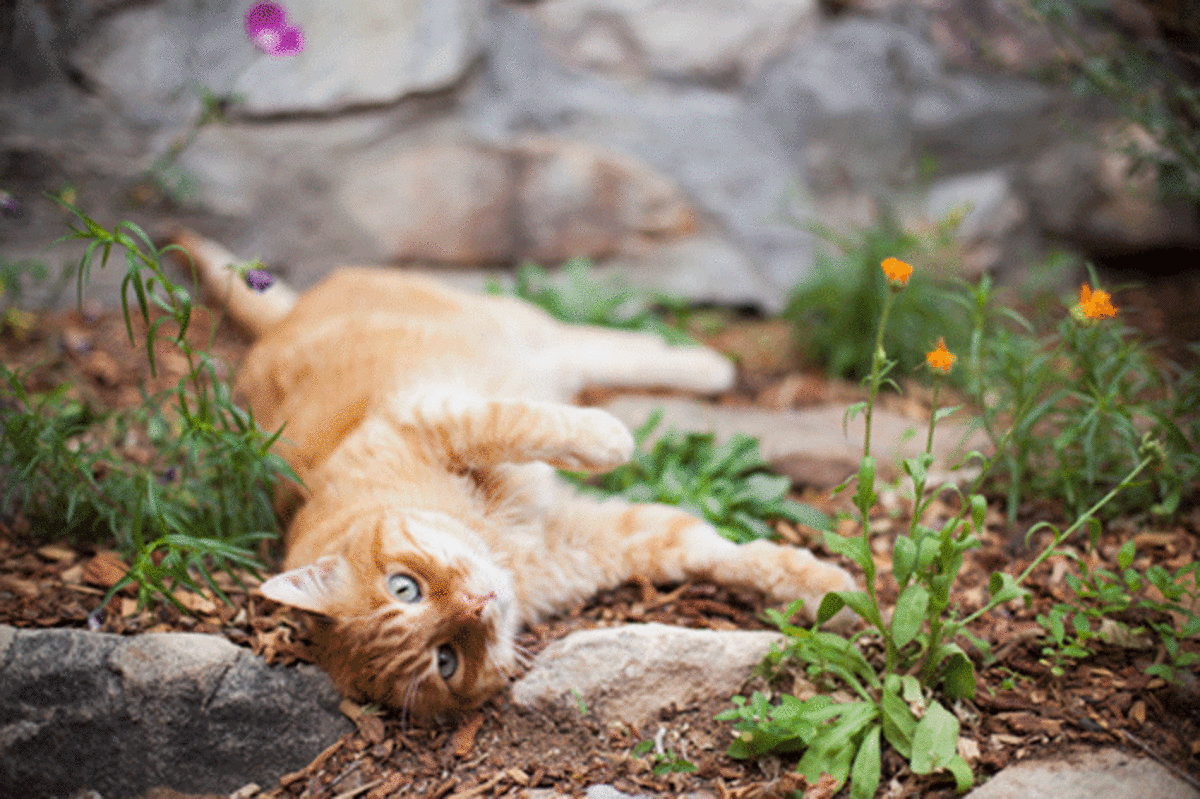 Some gardeners welcome felines while others are strongly opposed. This furry fella looks at home in the bed!