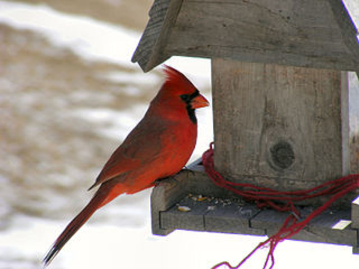 cardinal at bird feeder