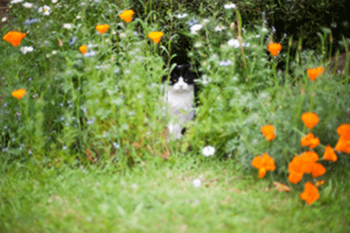 The topic of whether to allow cats to roam freely in the garden is one the most controversial we've found. This guy seems to want to stay unnoticed.