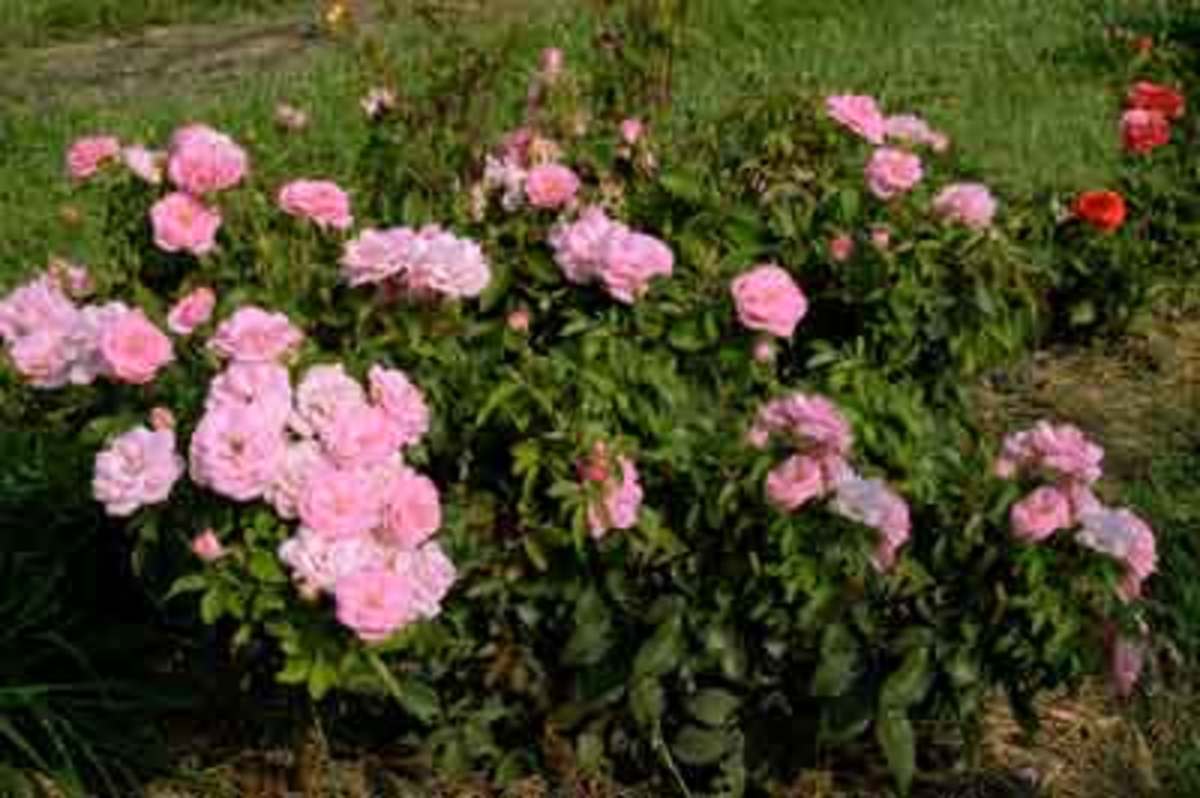 Rosa Pinktopia