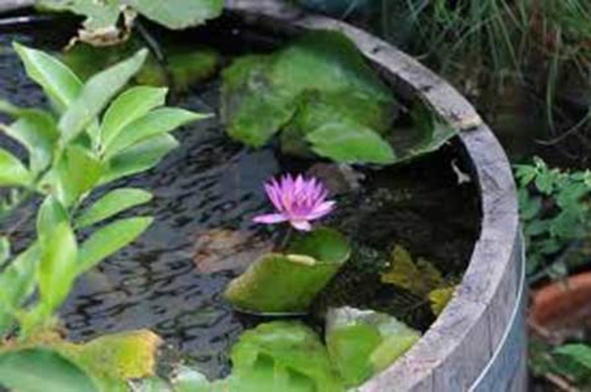 Growing Water Lilies in a Whiskey Barrell 