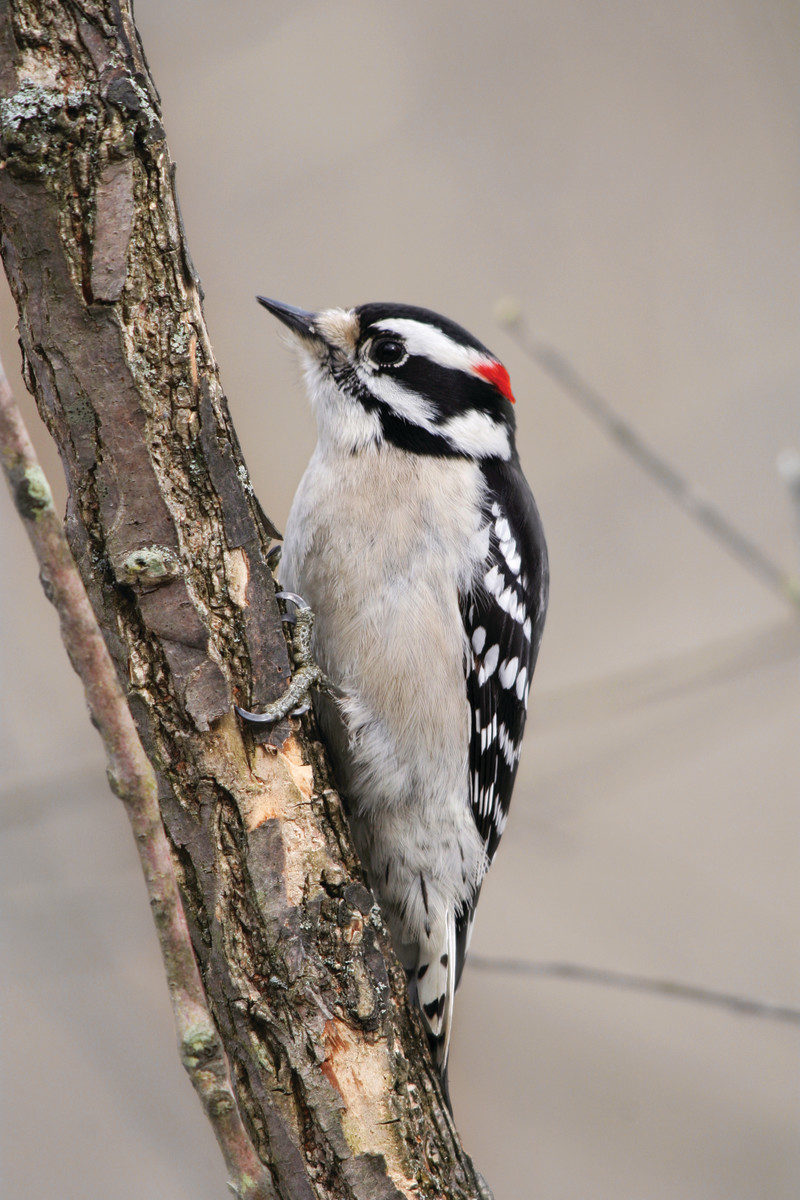 good birds in the garden downy woodpecker