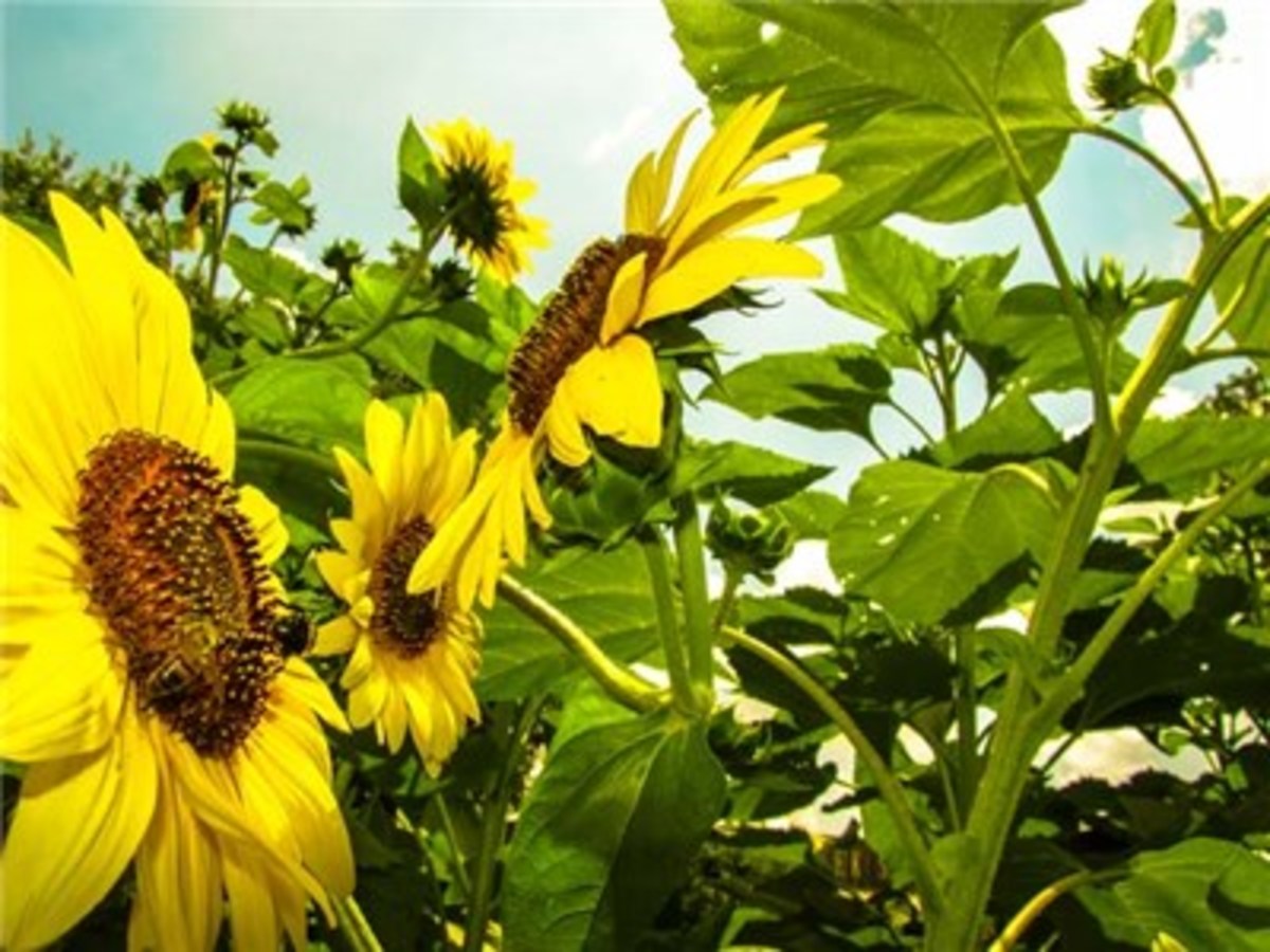 Great Sunflower Project