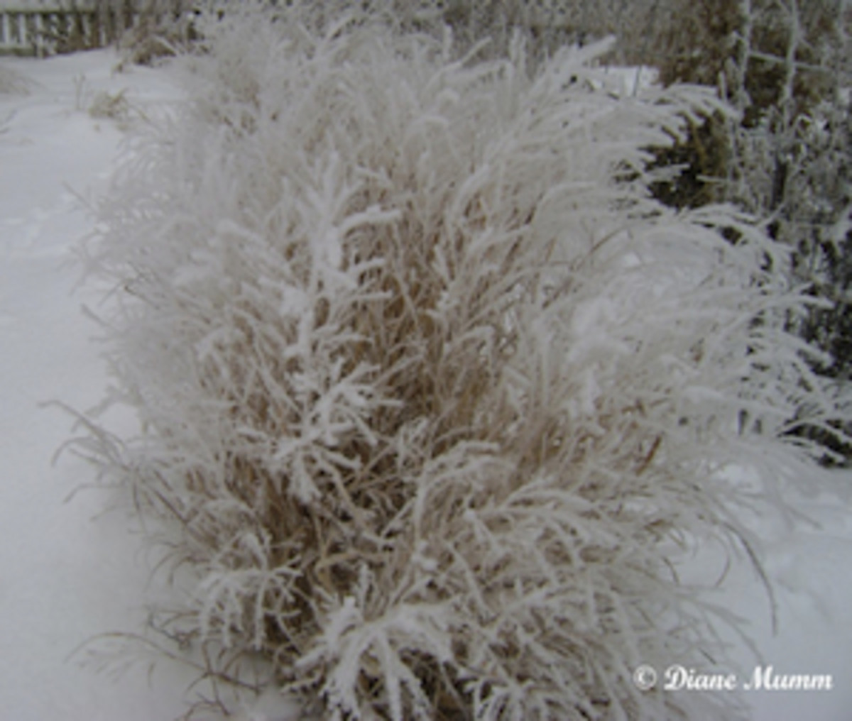 Diane Mumm winter grasses
