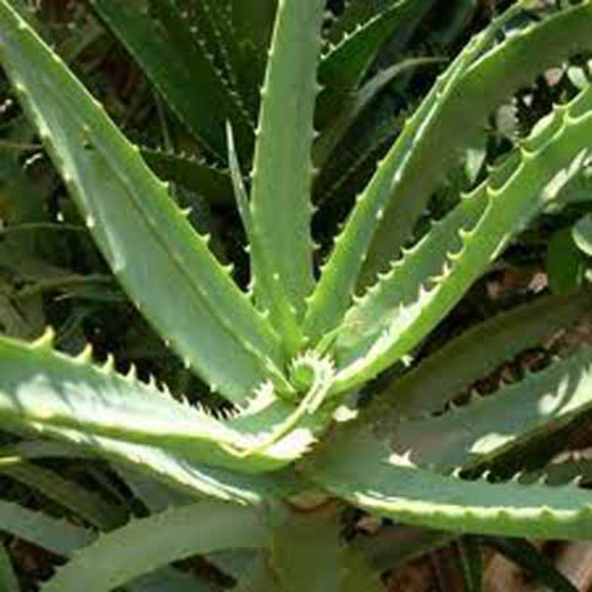 Aloe Vera | Organic Sunburn Remedy