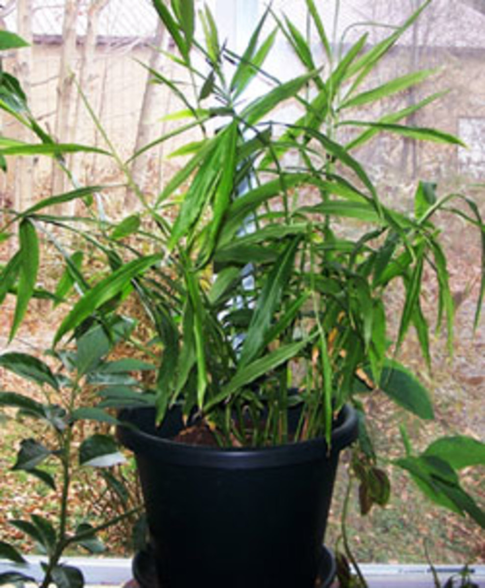 potted ginger plant