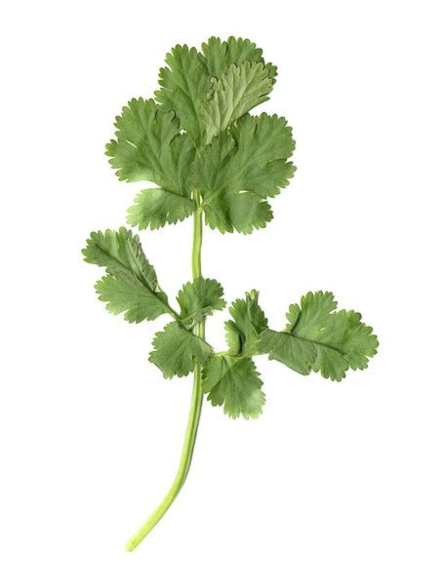 cilantro leaf