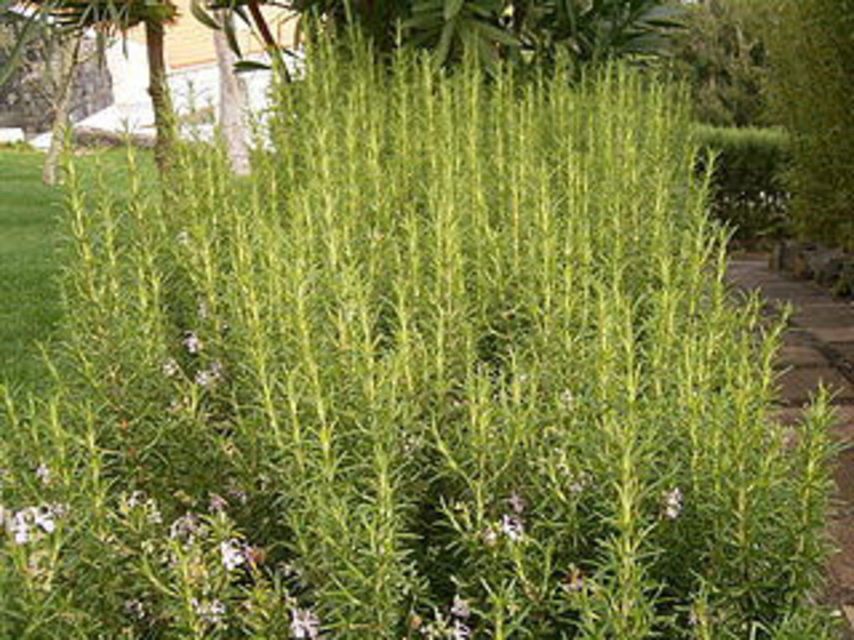 rosemary plant
