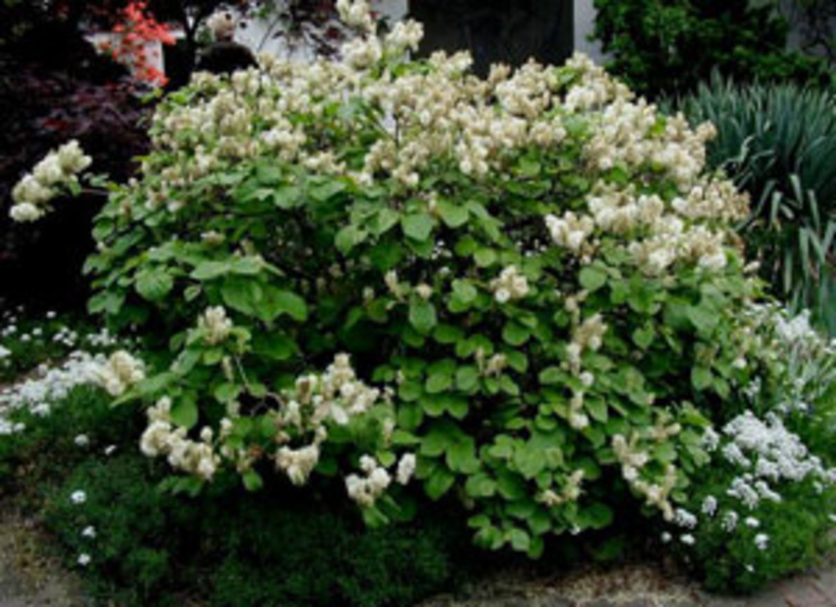 fothergilla major shrub