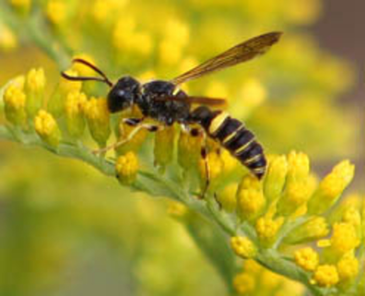 Goldenrod (Solidago) and bee