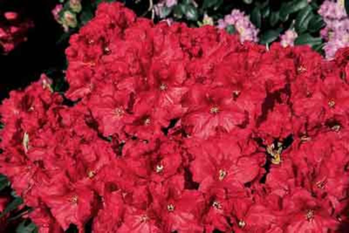 Rhododendron Rabatz