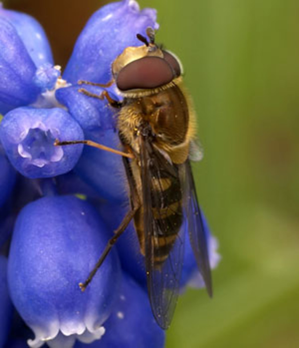 hover fly syrphid fly