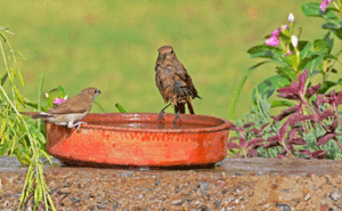 garden birds in birdbath