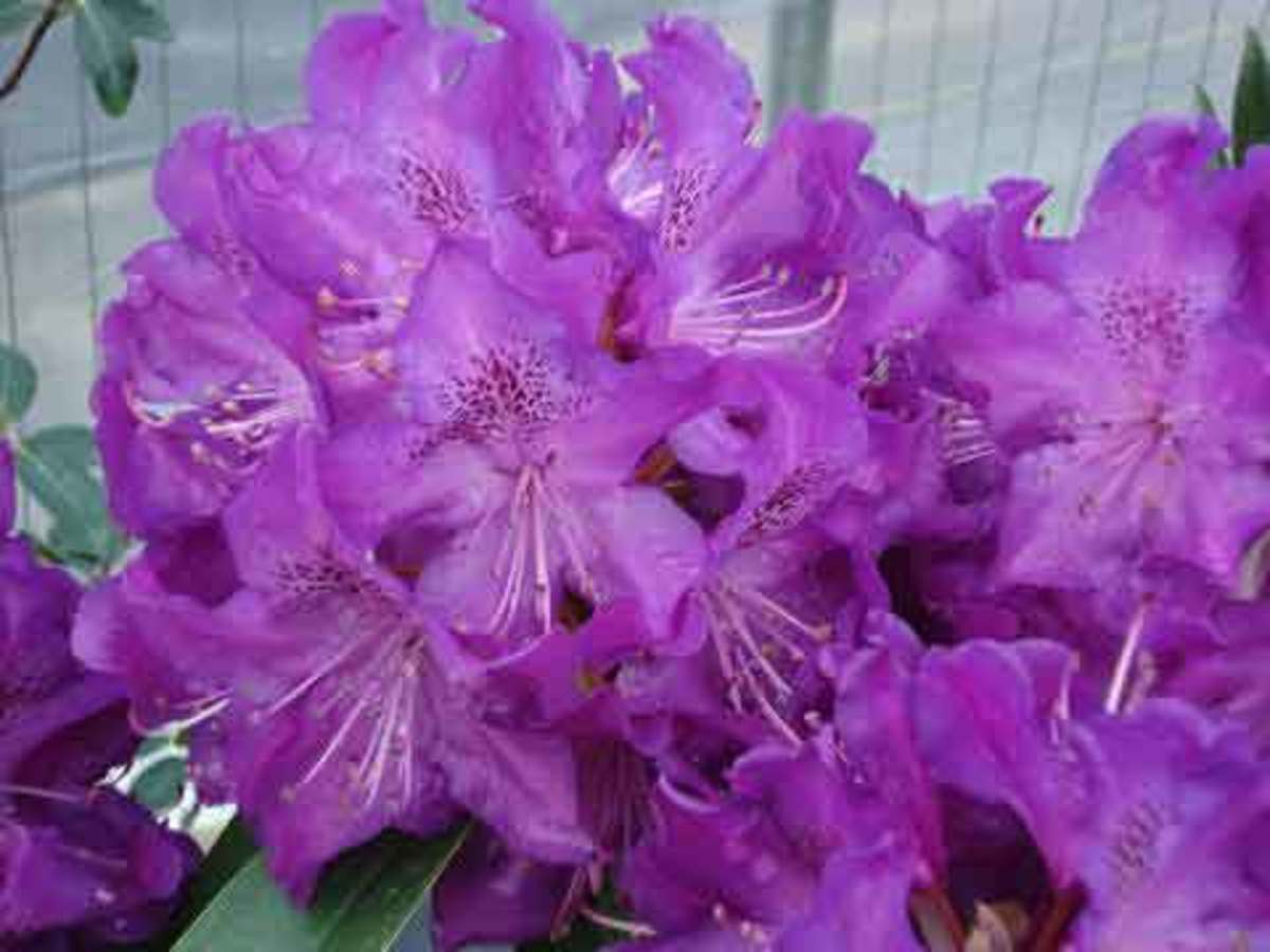 Rhododendron Florence Parks