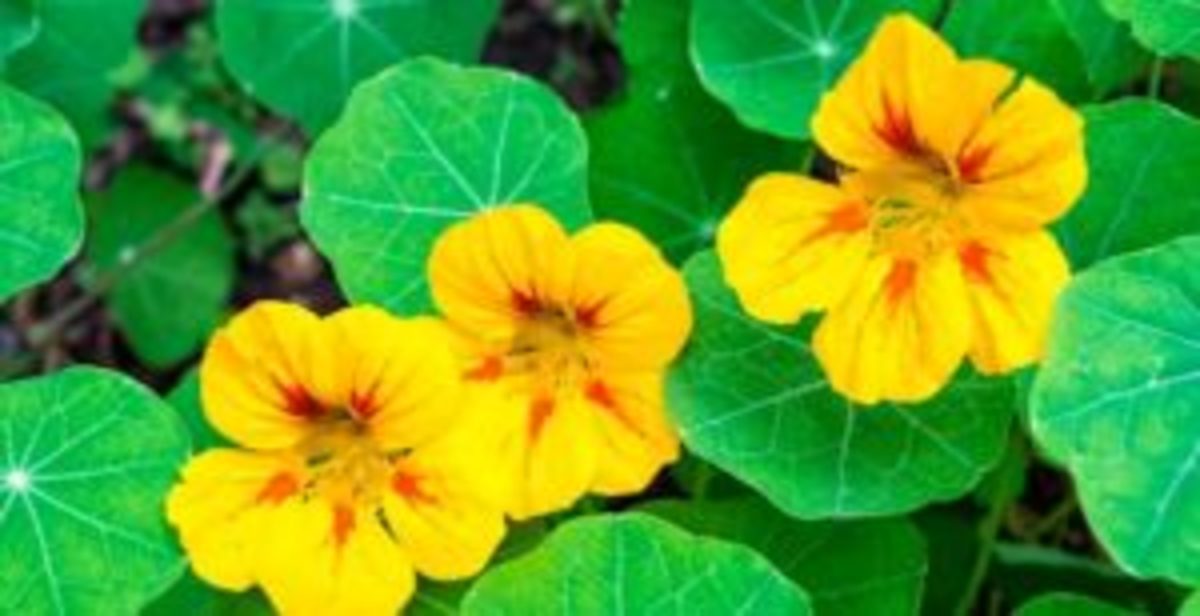 Nasturtiums Seed Starting And Growing On Horticulture,How To Play Gin Rummy With 6 Players