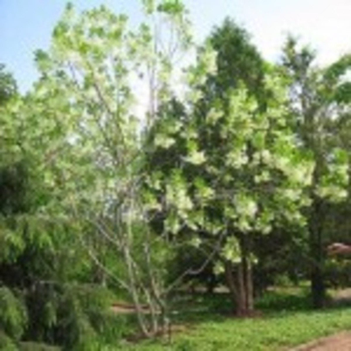 fringe tree chionanthus virginicus
