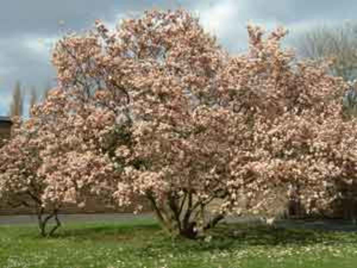 magnoliaform