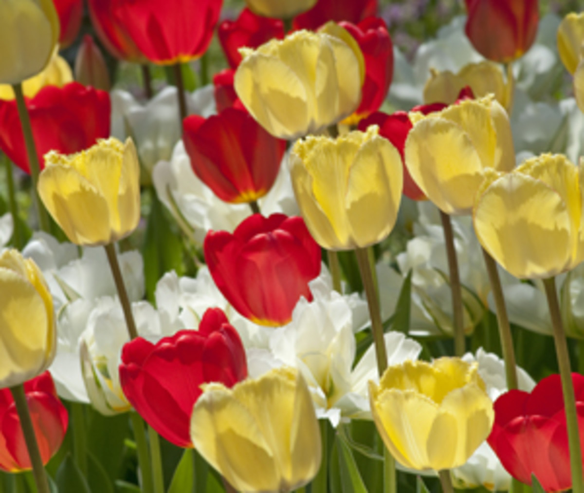 AboveTheCloud Tulips Horticulture