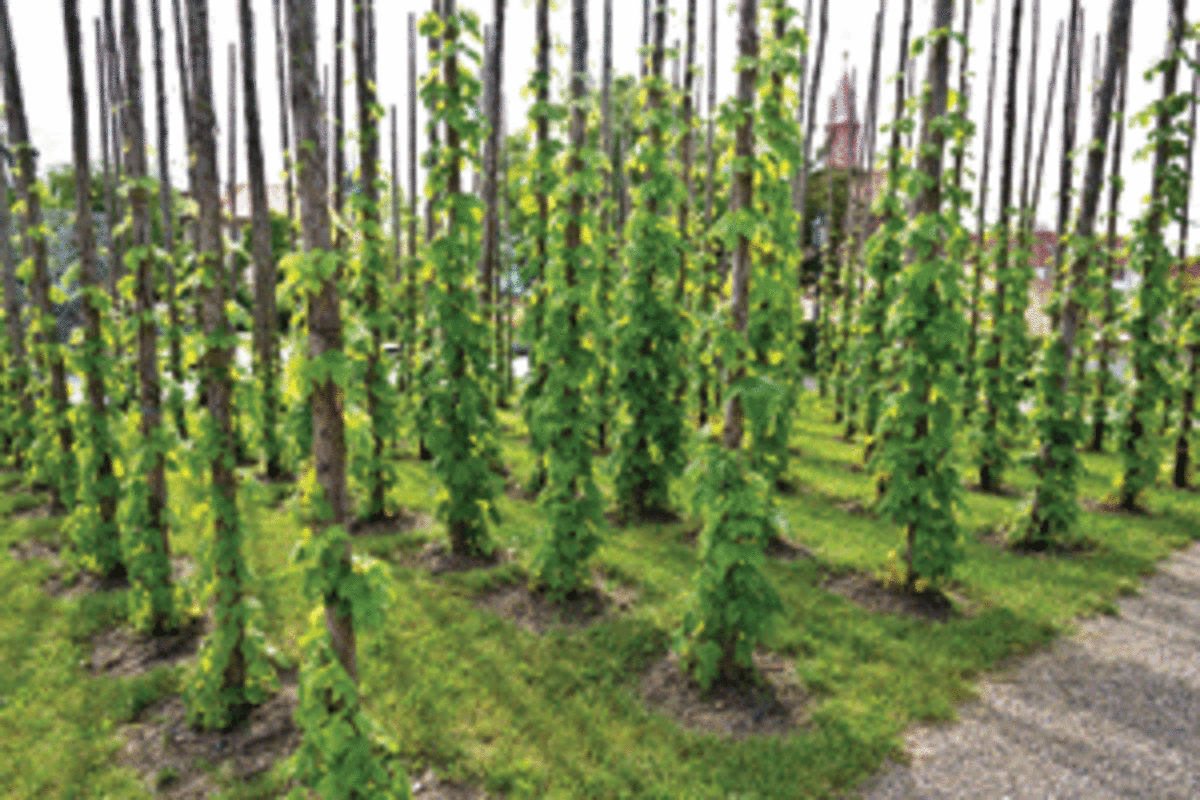  Hops require a strong support and early training to keep their quick-growing stems, or bines, from becoming a wild tangle; they can be assigned to individual posts to help avoid tangling.