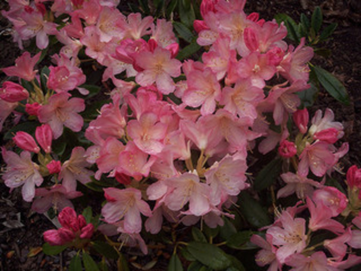 Percy Wiseman Rhododendron Has Color Changing Flowers Horticulture