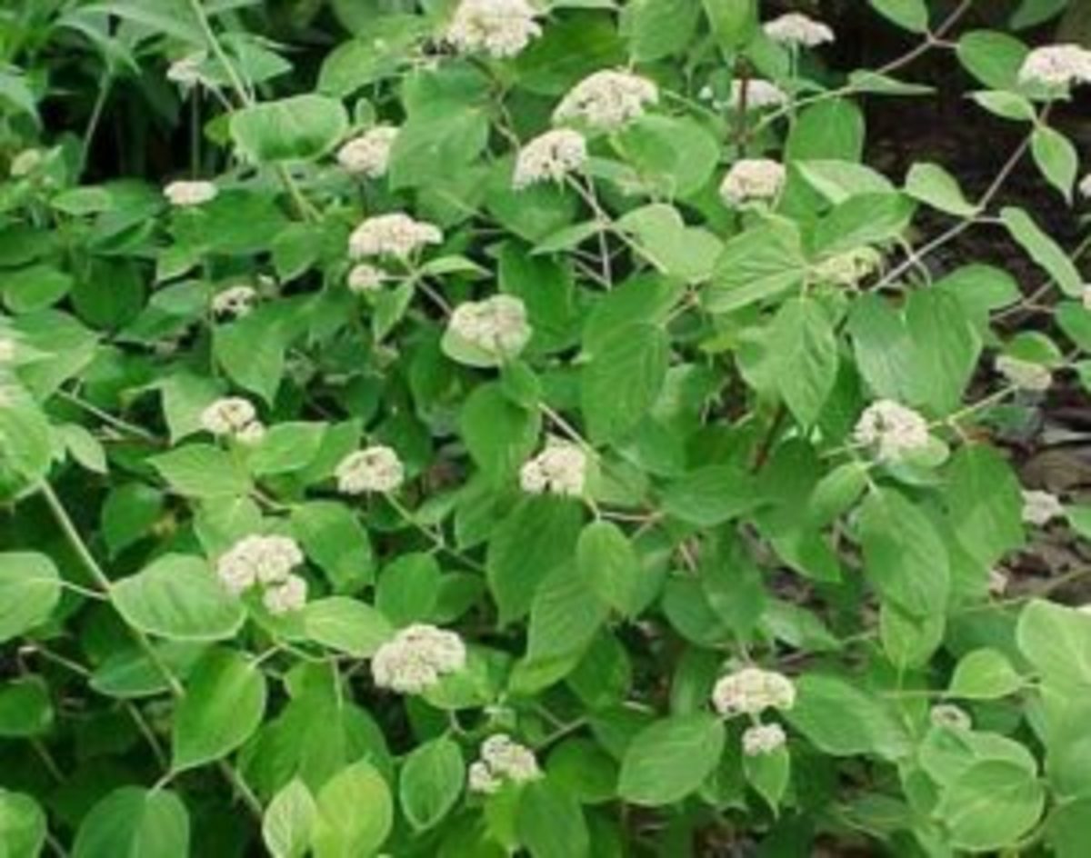 Hydrangea arborescens 'Total Eclipse' not named for total solar eclipse
