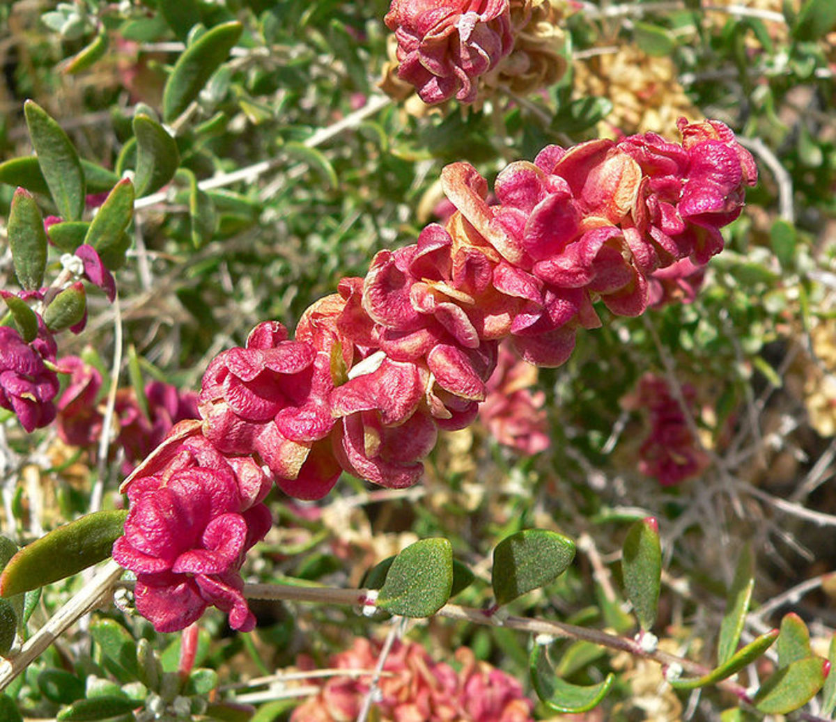 Spiny hopsage (Grayia spinosa)