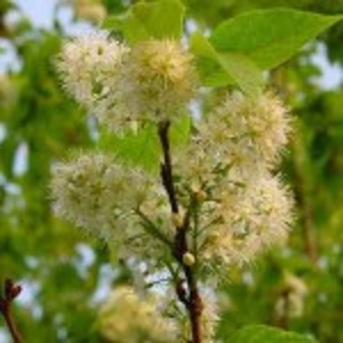 Prunus maackii flower