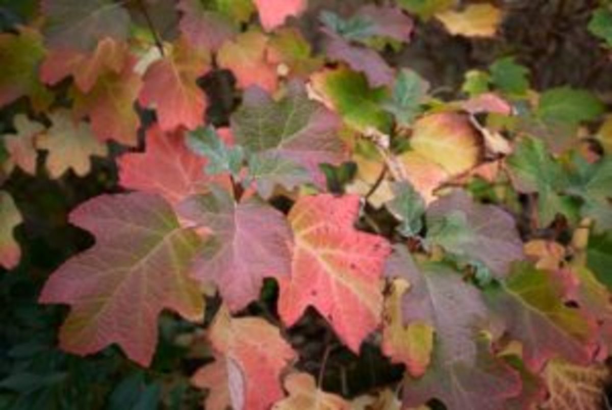 Oakleaf Hydrangea Is a Shrub for All Seasons Horticulture