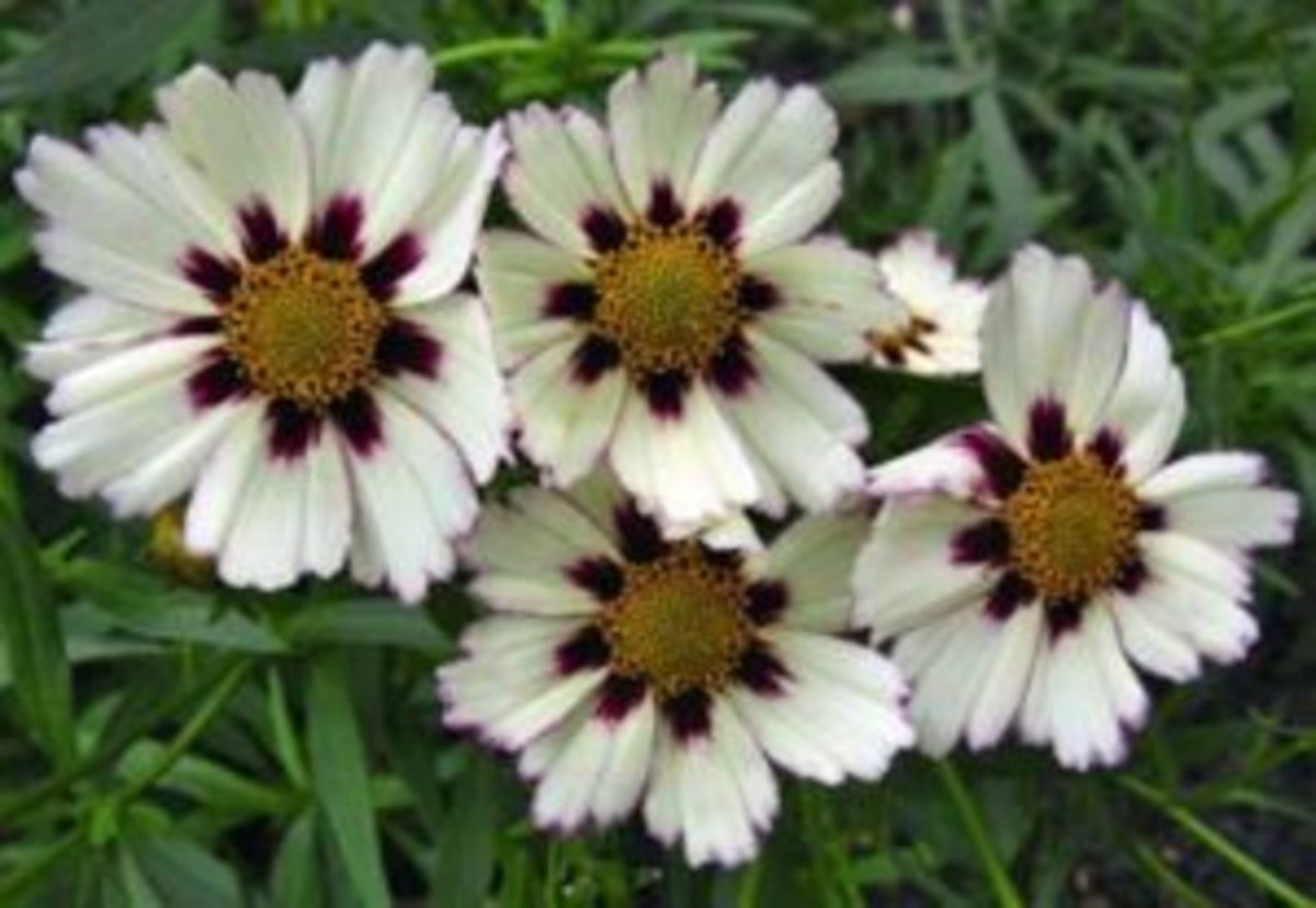 Star Cluster Coreopsis Blooms In White Horticulture